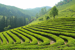 Красивые чайные плантации